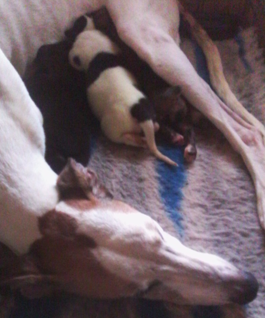 chiot Greyhound orion's