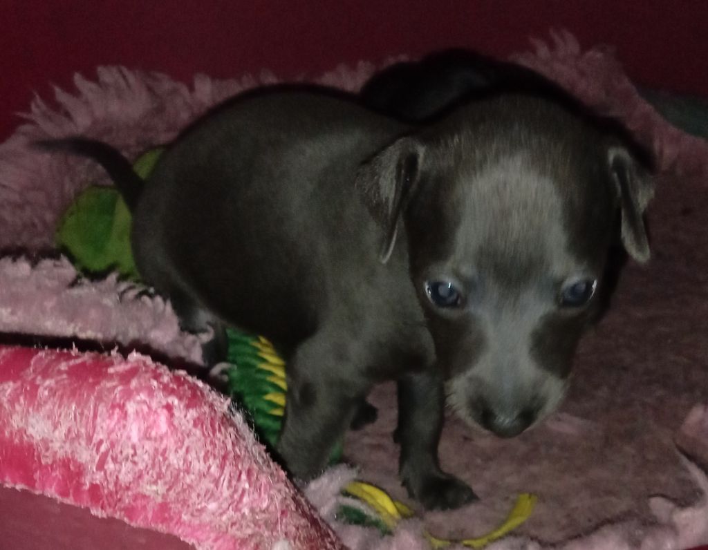 orion's - Chiot disponible  - Petit Levrier Italien