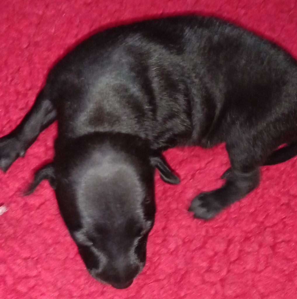 orion's - Chiot disponible  - Petit Levrier Italien