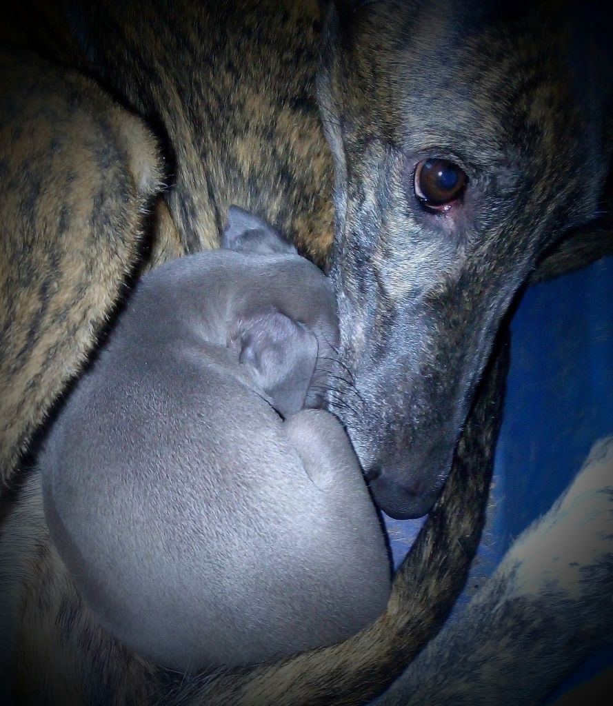 orion's - LIZA & KIRA !!!!!!