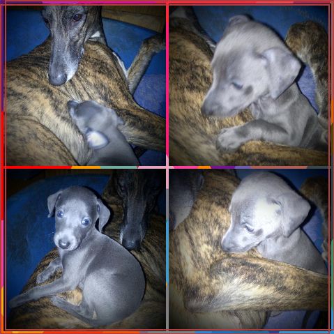 orion's - MOMENTS de TENDRESSE......