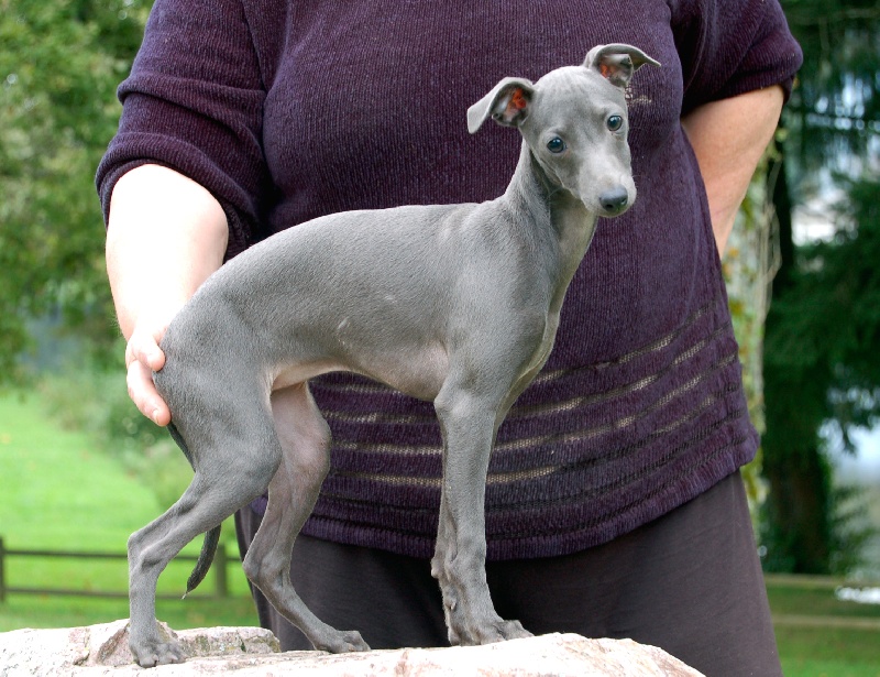 orion's - Petit Levrier Italien - Portée née le 09/06/2013