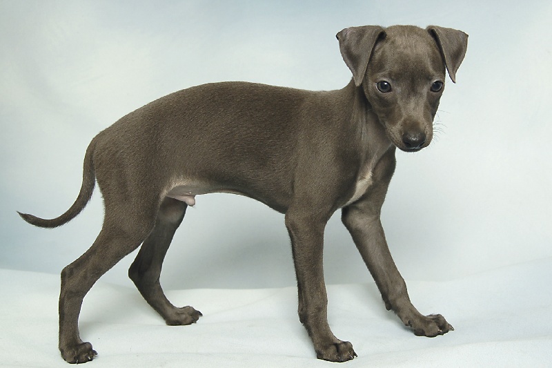 orion's - Petit Levrier Italien - Portée née le 01/05/2011